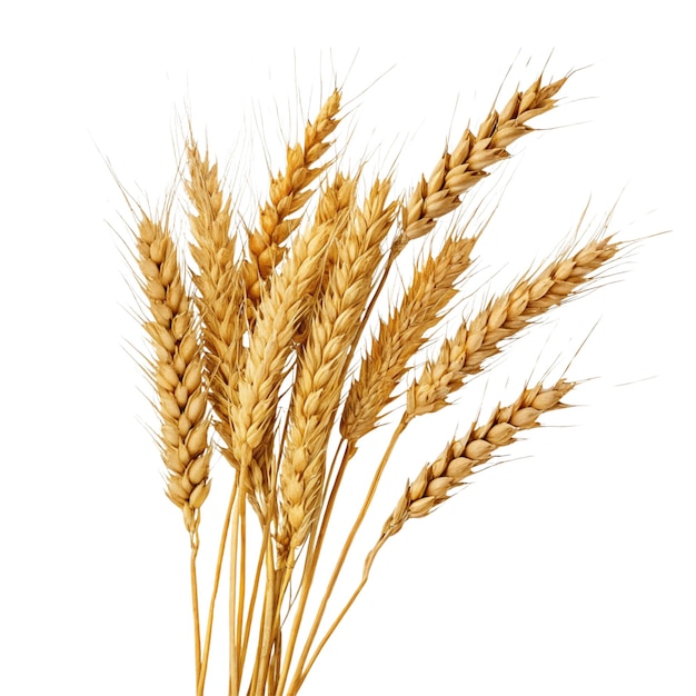 Wheat ears isolated on transparent background