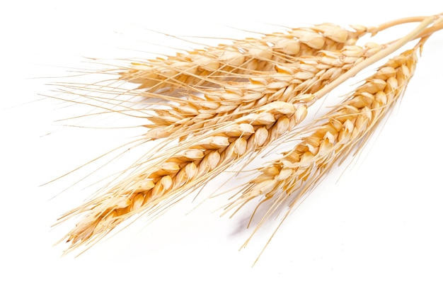 Wheat ears isolated on a white background in closeup