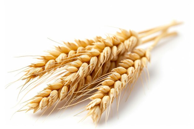 Photo wheat ears isolated on white background package design element