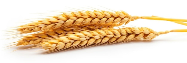 Wheat ears isolated on white background