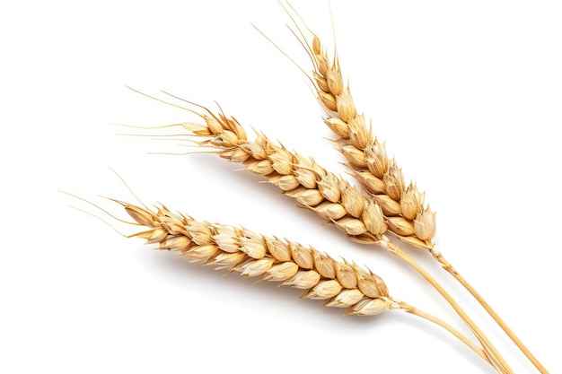 wheat ears isolated on a white background