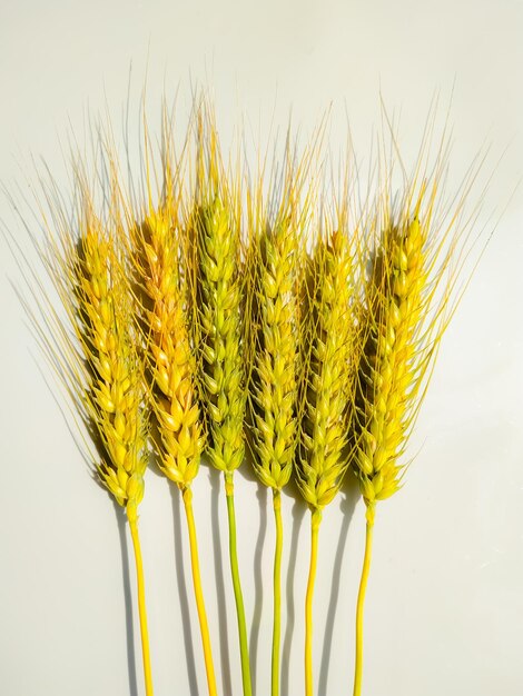 Wheat ears isolated on white background