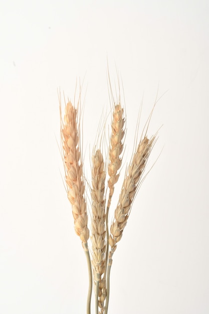 Wheat ears isolated on white background