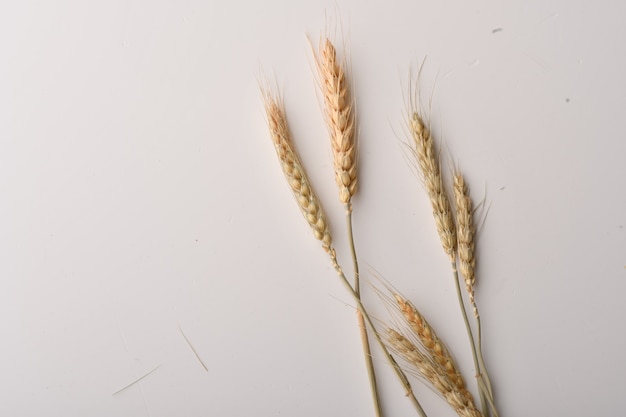 Wheat ears isolated on white background