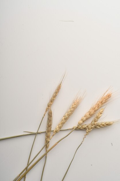 Wheat ears isolated on white background