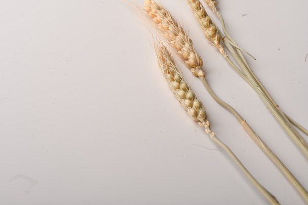 Wheat ears isolated on white background