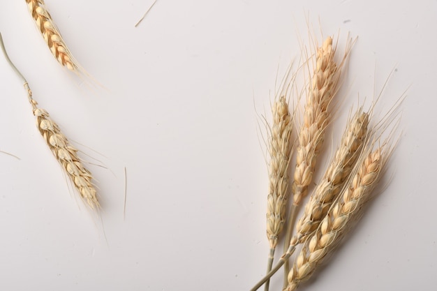 Wheat ears isolated on white background