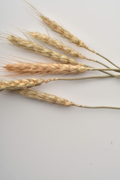 Wheat ears isolated on white background