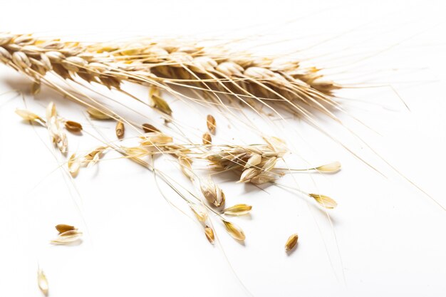 Wheat ears isolated on white background