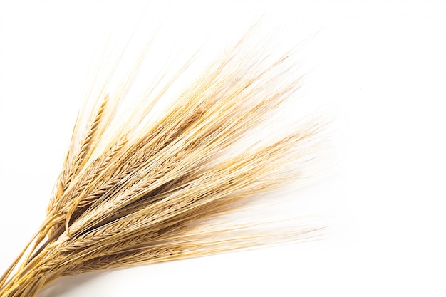 Wheat ears isolated on white background