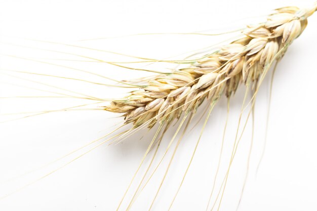 Wheat ears isolated on white background