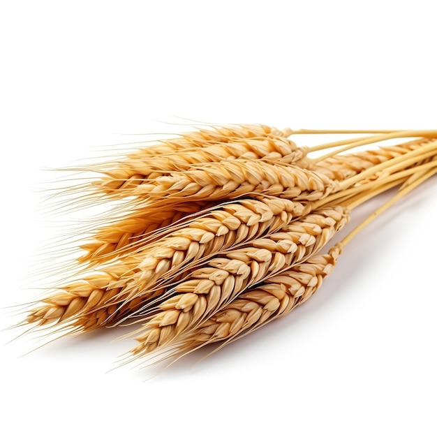 Wheat ears isolated on white or transparent background AI Generated