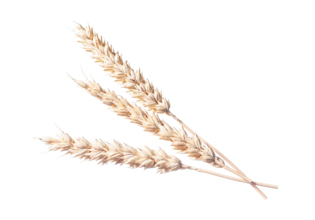 Wheat ears isolated on white.