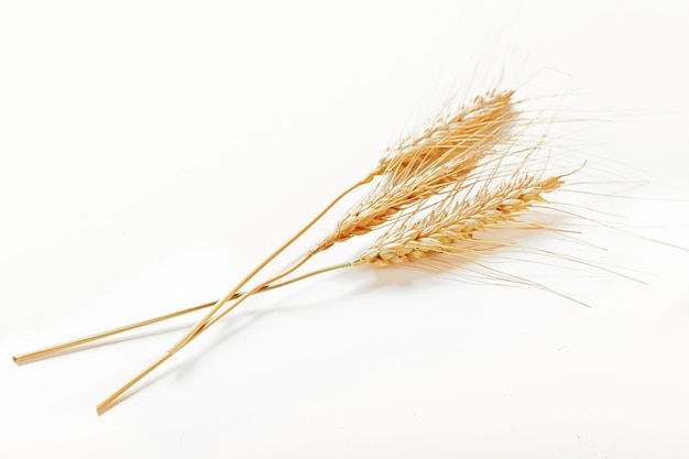 Wheat ears isolated on white 