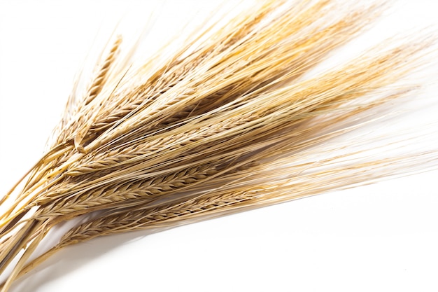 Wheat ears isolated on white 