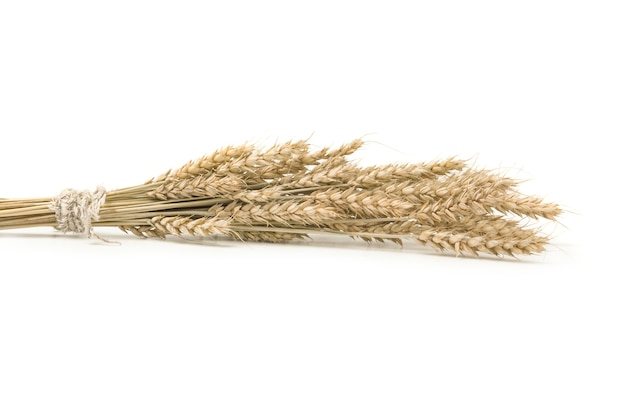 Wheat ears isolated