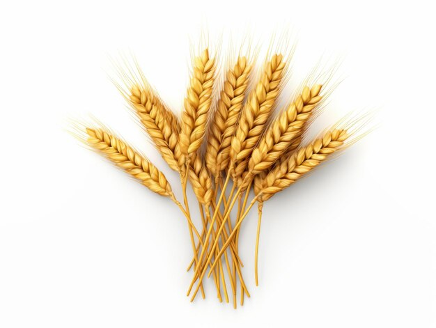 wheat ears isolated