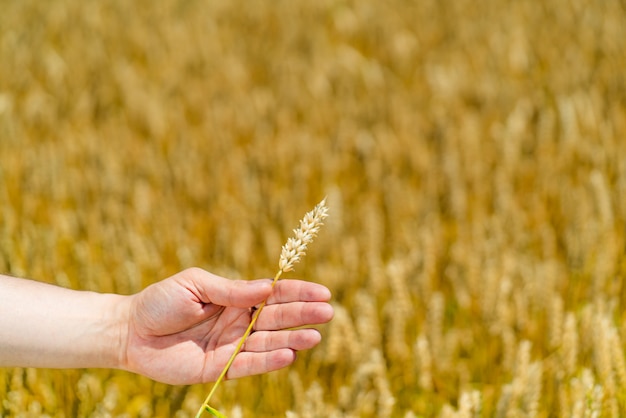 Wheat ears in man's hand. Harvest concept. Agriculture.