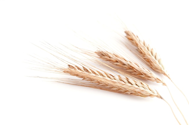 Фото Колосья пшеницы на белом фоне