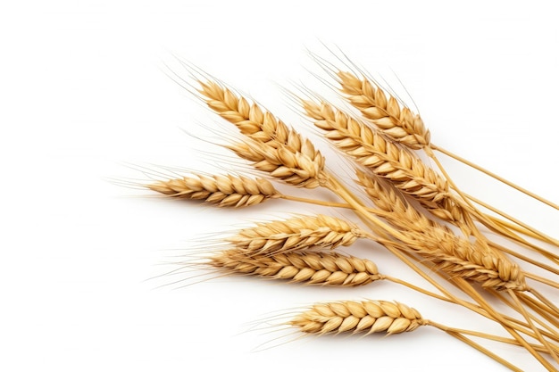 Wheat ears or ripe rice that harvest from fields isolated on white background with Generative Ai