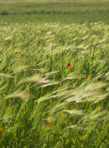 ギリシャの日没時の日光の下で小麦の穂Triticum