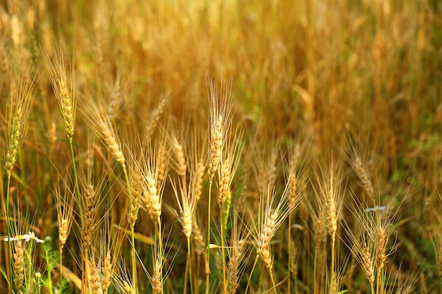 Wheat ears wheaten field organic farm products