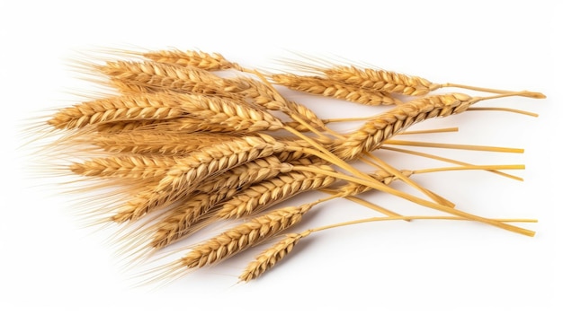 wheat ears on a white background with wheat ears