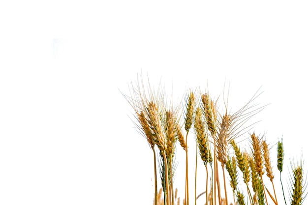 Wheat ears on a white background