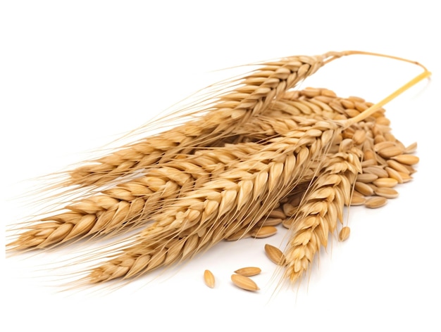 Wheat ears on a white background