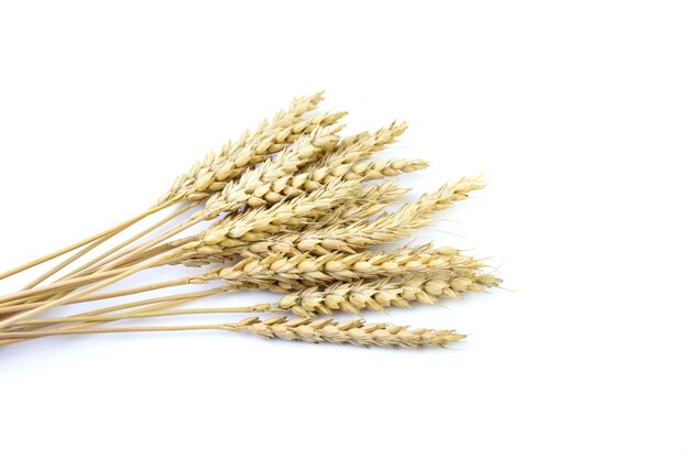 wheat ears on a white isolated background