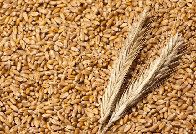 Wheat ears with seeds