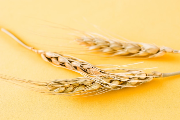 Wheat ears on yellow