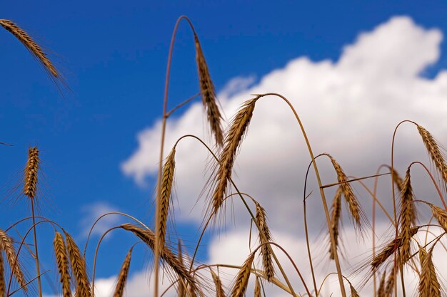 Wheat ears