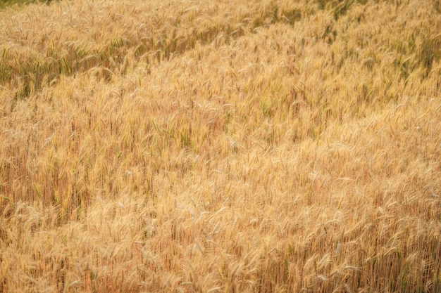 畑の小麦