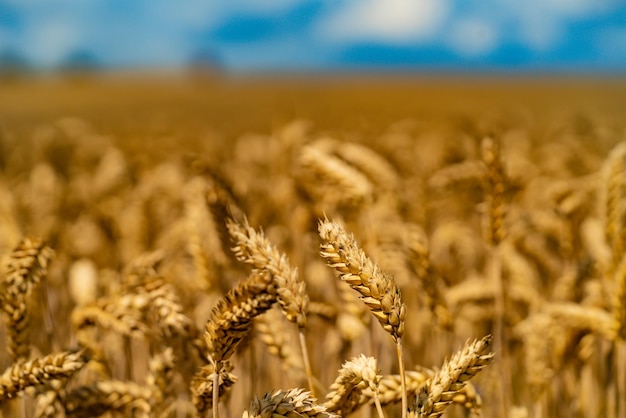 Wheat in the farm mature ears of wheat in field