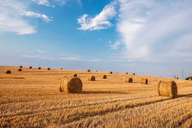 Wheat field after harvest with straw bales at sunset