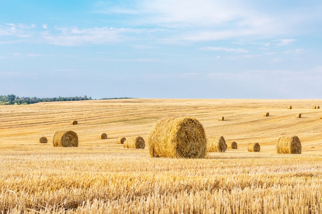Пшеничное поле после сбора урожая с соломенными тюками на закате