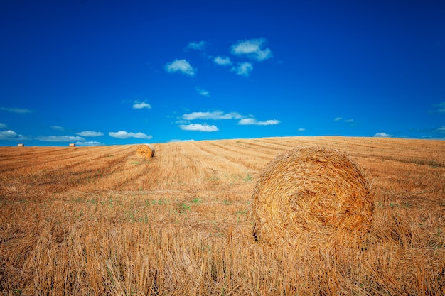 Wheat field after harvest with straw bales at sunset