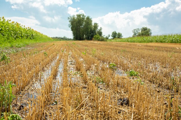 Wheat field after harvesting by combine. Clipped wheat. Wheat harvest season.