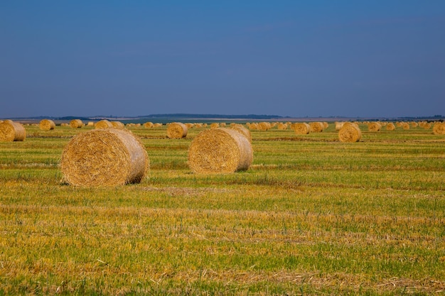 Wheat field after harvesting Dry hay on the field