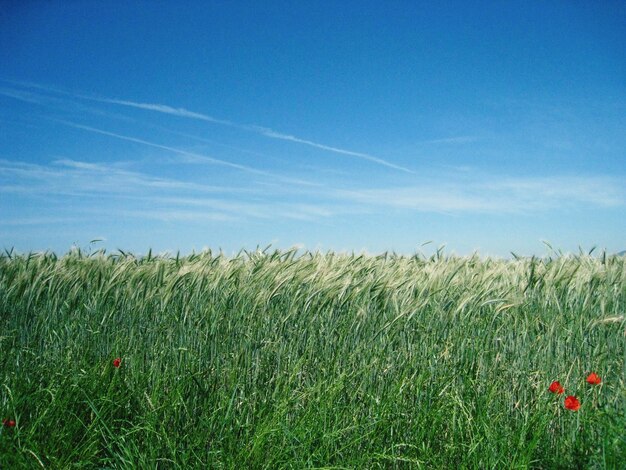 Wheat field against blue sky