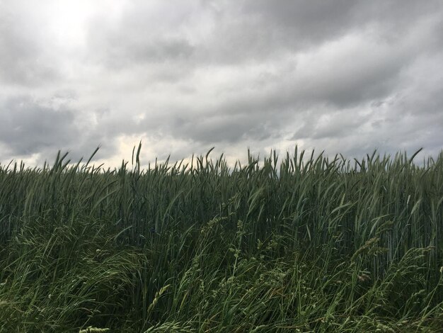 Photo wheat field against sky