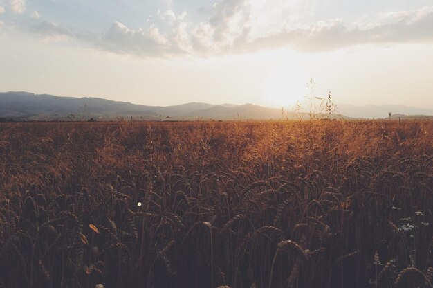 Photo wheat field against sky