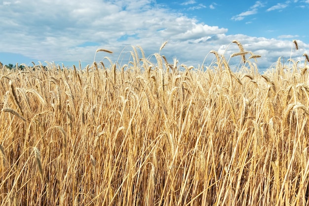 Фото Пшеничное поле напротив неба