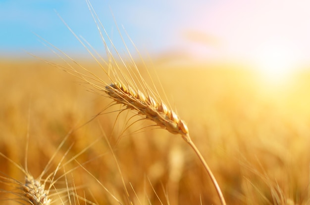 Wheat field against sun light