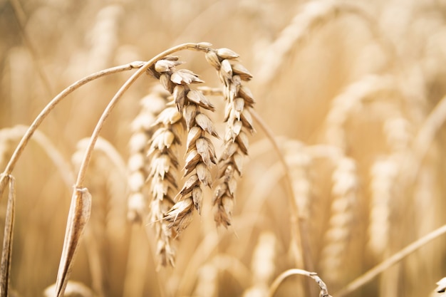 Wheat in the field. Agriculture