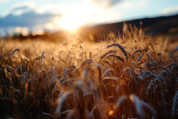 Фото Пшеничное поле на закате красивая природа пейзаж заката сельская местность под ярким солнечным светом