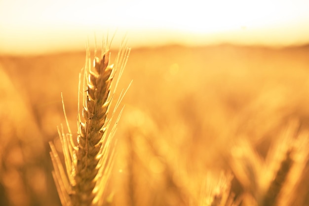 Wheat field Background of agriculture wheat field Rich harvest Concept Ears of golden wheat close up Beautiful Nature Sunset Landscape Rural Farming Scenery under Shining Sunlight