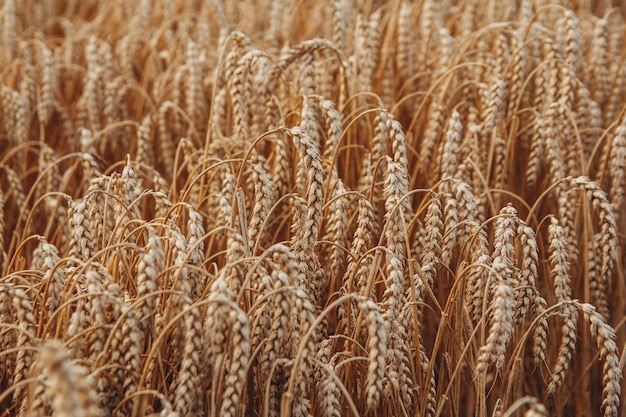 Wheat field. Background of ripening ears of wheat. Harvest and food concept.