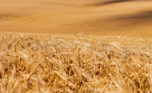 Wheat field background or texture